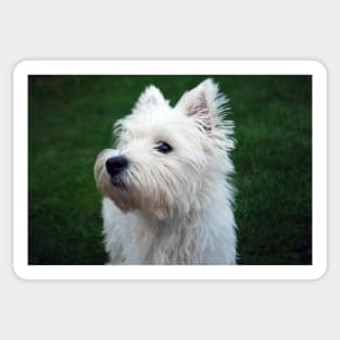 Westie Sticker